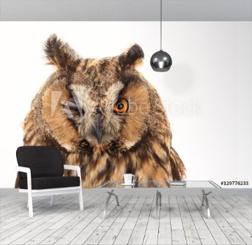Picture of Portrait owl